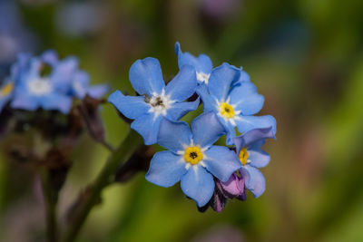 Close-up of purple flowering plant