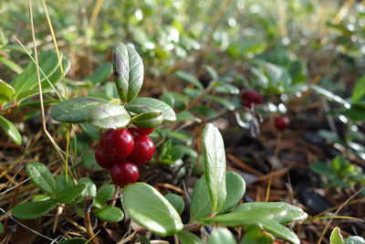 Close-up of cherries growing on field