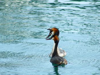 Duck swimming in lake