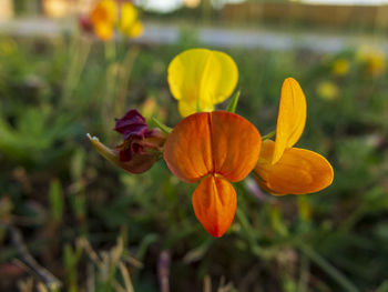 Close-up of yellow flowering plant