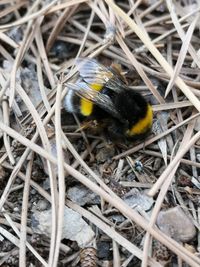 High angle view of bee