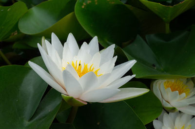 Close-up of white water lily