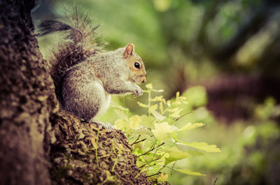 Close-up of squirrel eating