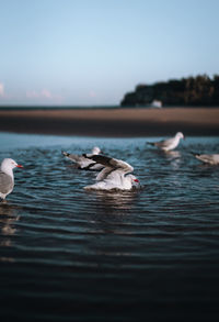 Duck swimming in lake