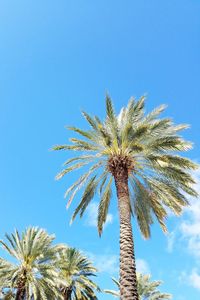 Low angle view of coconut palm tree against blue sky