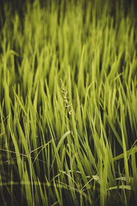 Close-up of grass growing in field