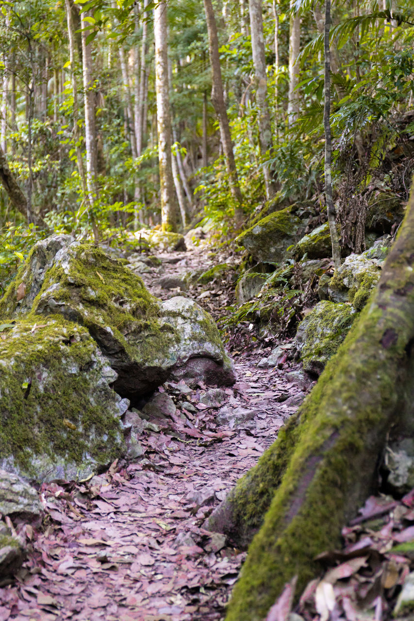 STREAM FLOWING THROUGH ROCKS IN FOREST