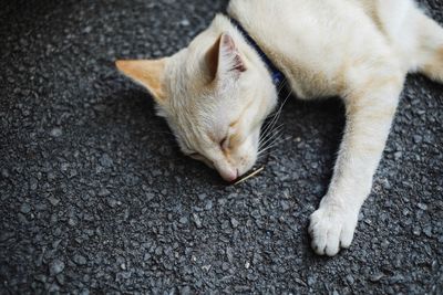 Close-up of ginger cat sleeping