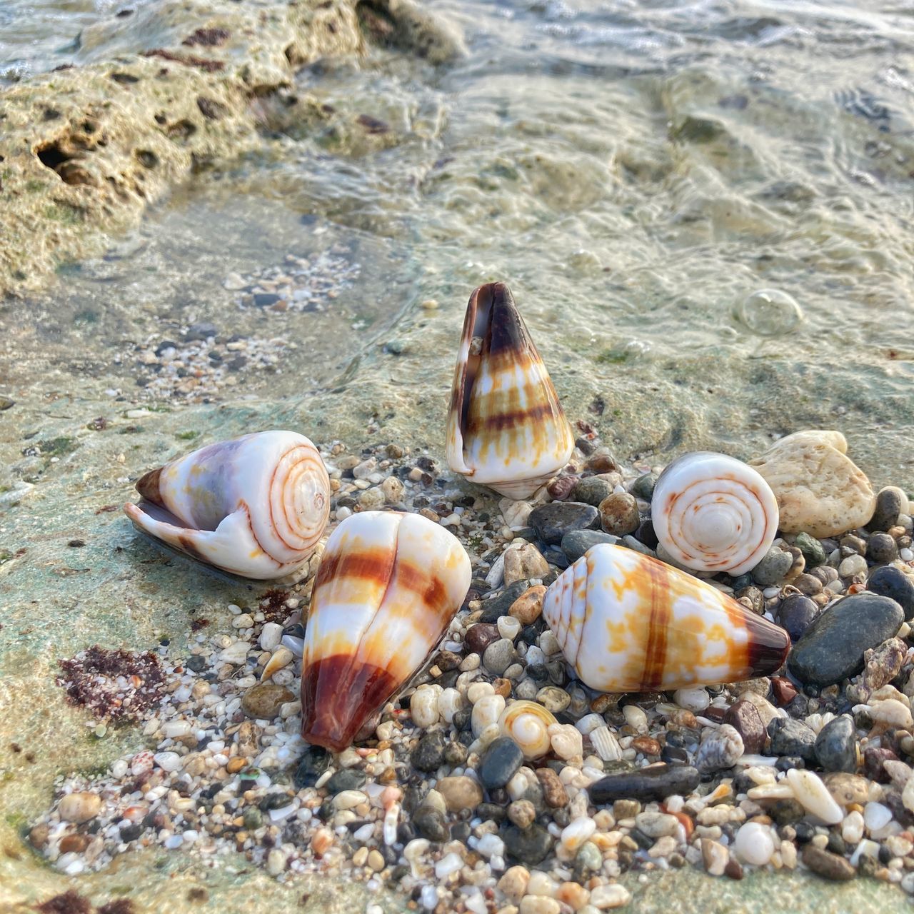shell, beach, animal wildlife, animal shell, land, sea, water, animal, nature, seashell, wildlife, day, animal themes, no people, marine biology, high angle view, sand, rock, group of animals, beauty in nature, sunlight, outdoors, mollusk, stone, sea life, close-up, snail, tranquility, cockle