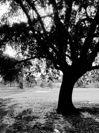 Trees growing in sunlight