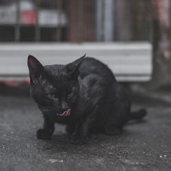 Close-up of black cat on footpath