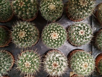 Full frame shot of succulent plants