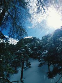 Low angle view of trees in forest during winter