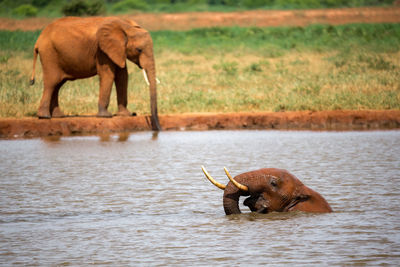 Elephant drinking water in a lake