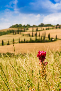 Flowering plants on field against sky