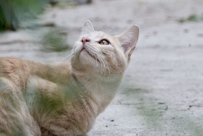 Close-up of a cat looking away