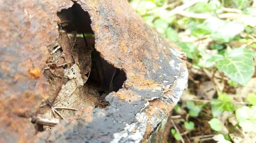 Close-up of tree trunk