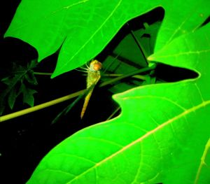 Close-up of insect on leaf