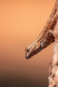 Brown lizard in southern california