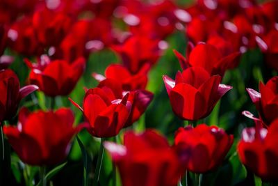 Close-up of red flowering plants