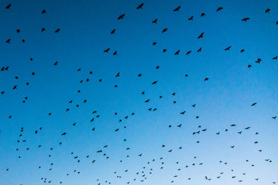 Low angle view of birds flying against clear blue sky