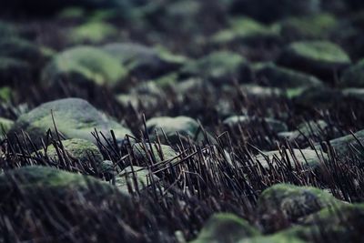 Close-up of plant growing on field