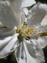 Close-up of white flowering plant