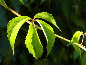 Close-up of green leaves