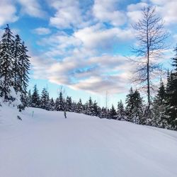 Trees on snow covered landscape against sky