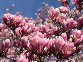 Close-up of pink cherry blossom