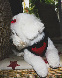 Close-up of white dog with mouth open