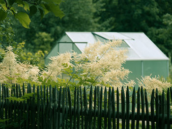 Close-up of plants against trees