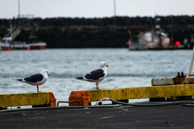 Seagulls perching on a sea