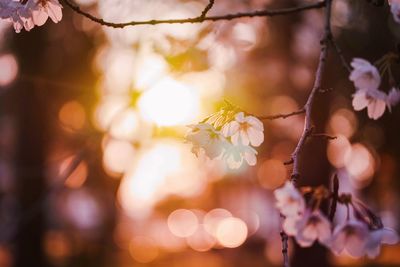 Close-up of cherry blossom