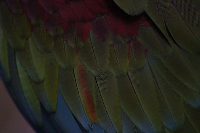 Full frame shot of a bird