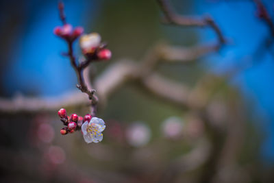 Close-up of cherry blossom on branch