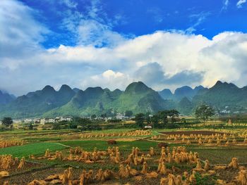 Scenic view of agricultural field against sky