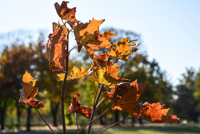 Close-up of maple leaves on plant against sky