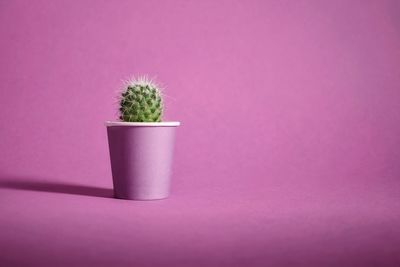 Closeup shot of lovely little green cactus in purple pot on purple background