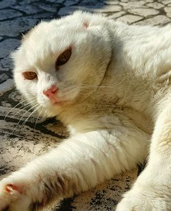 Close-up of cat lying down