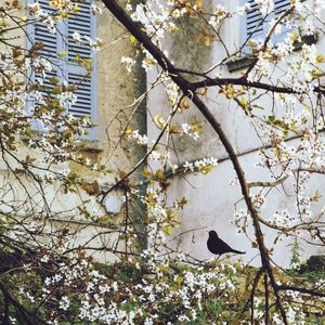 Low angle view of birds perching on branch