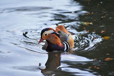 Close-up of duck swimming in lake