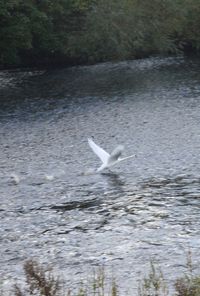 Swan swimming in water