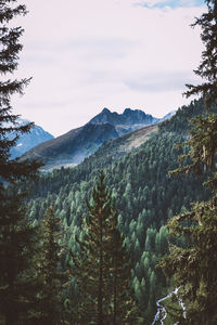 Scenic view of pine trees against sky