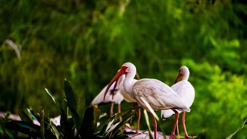 American white ibis birds perching plants