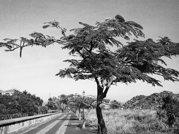 Road along trees