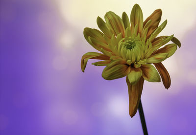 Low angle view of flowering plant against sky