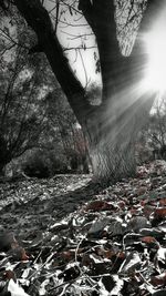 Scenic view of river in forest during winter