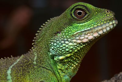 Close-up of lizard