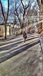 Bare trees in the city